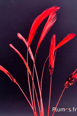 Faisan Lady Armherst strippé - 20-23 cm - rouge-noir